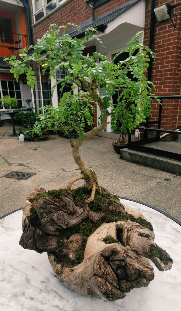 A beautiful bonsai pepper tree with a difference. Visit us in the Arches courtyard, we are the ones with all the trees 😜