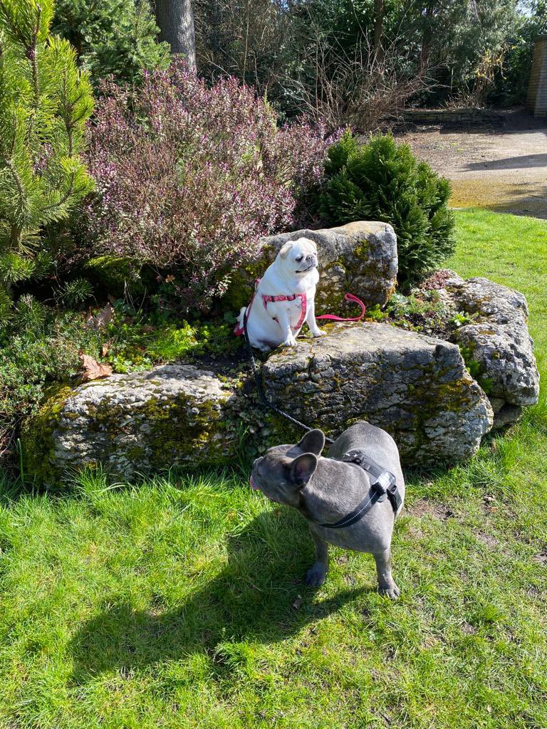 Happy #InternationalDogDay to all our friends ❤️ #misstilly #mrjax #adayinthelife #DogsOnTwitter #dogsarefamily #dogs #pugs #frenchbulldog #Frenchie #HappyFriday 💕🐶💕