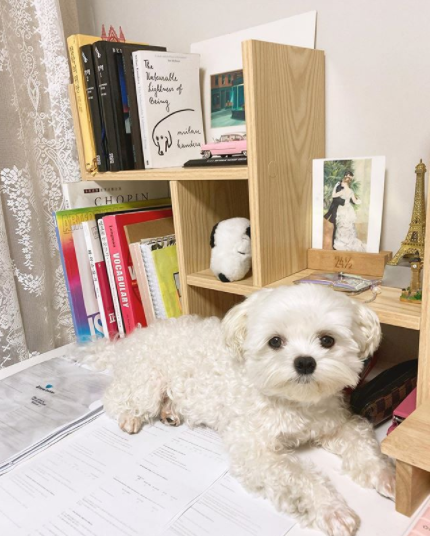 LondonU's tweet photo. This #InternationalDogDay, we're throwing it back to one of the cutest #UoLStudySpace submissions we've ever had! 🐶🐾 https://t.co/GwprqCldHV