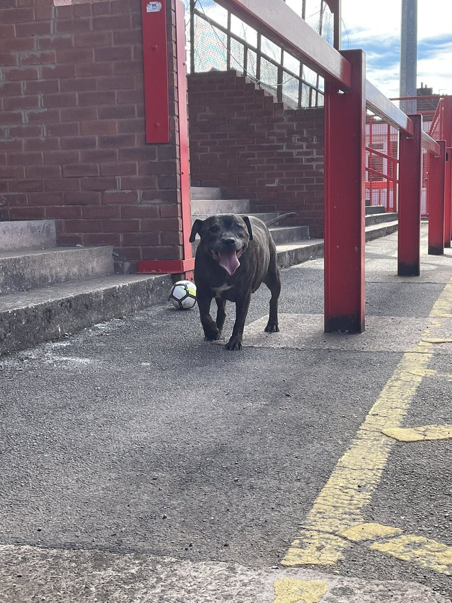 tamworthfc's tweet photo. 🐶 BRAND NEW SIGNING AT THE LAMB THIS MORNING

This morning we’ve had a Staffy come into the ground and have asked neighbours around Tamworth Football Club but nobody knows who the owner is.

Anyone know any information, please contact us. https://t.co/DUBF9gjXhq