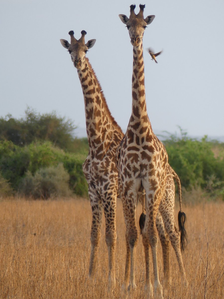 PhotosForTrees's tweet photo. #BirdsSeenIn2022 #Shompole #Riftvalley #tembeakenya https://t.co/BVICDKs812