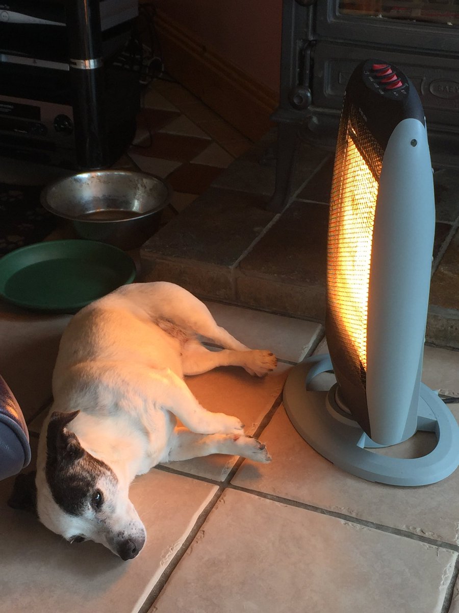 ciaraquill's tweet photo. #InternationalDogDay #JourneeMondialeDuChien Our family #dog Ruby who passed away last year at the grand old age of 15 years! 🐶#RubyRubyRubyRuby https://t.co/RqSIj3SjE9