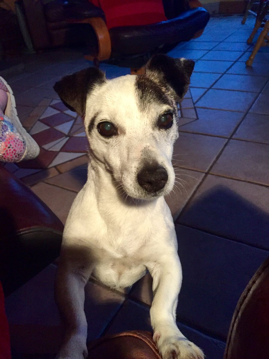 ciaraquill's tweet photo. #InternationalDogDay #JourneeMondialeDuChien Our family #dog Ruby who passed away last year at the grand old age of 15 years! 🐶#RubyRubyRubyRuby https://t.co/RqSIj3SjE9