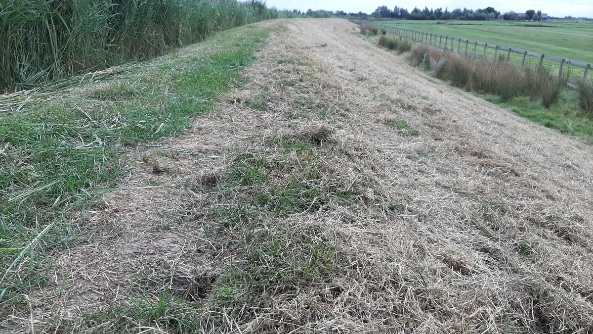 JeroenHaan1's tweet photo. Bij de #Grecht-West boven #Zegveld @gemeentewoerden staat het water nog hoog, toch is daar schade aan de dijk door #droogte. Droogtescheuren houden we bij @HDSR_waterschap in de gaten, reparatie met klei als het nodig is & dit stuk dijk hebben we beregend tegen uitdroging. https://t.co/cvOe49Qbap