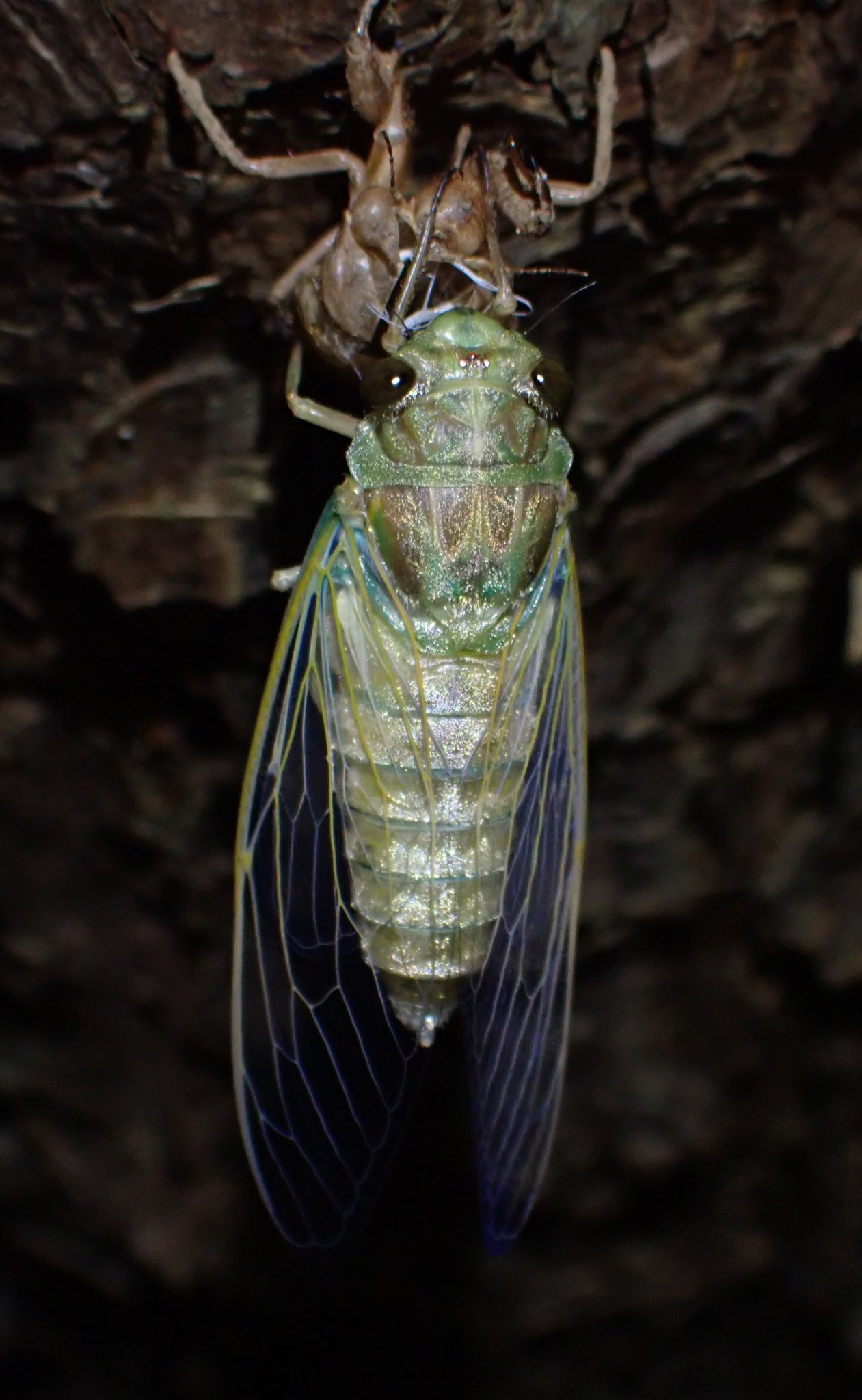 うどん Buccalcone11 Twitter