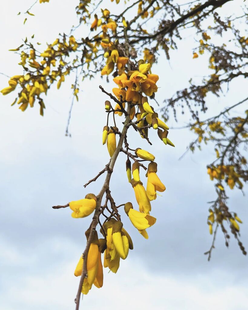 When the Kōwhai blooms Spring is just around the corner. Today I'm feeling grateful for the explosion of colour that signals brighter days are on the way. 💛💛💛
#manawatu #palmerstonnorth #kowhai #yellow #winter #spring #flower #hope instagr.am/p/Cht9c5xP7od/