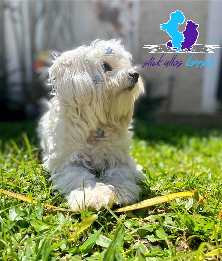SlickAllosKnnls's tweet photo. From our kennels with love, happy National Dog Day caniners!
#FriWagVibes
Slick Allos Kennels
Maltese, Pomeranian & German Spitz breeding kennels
#ToyDogsOrNoDogs π
π© https://t.co/dBE4IfZyDE