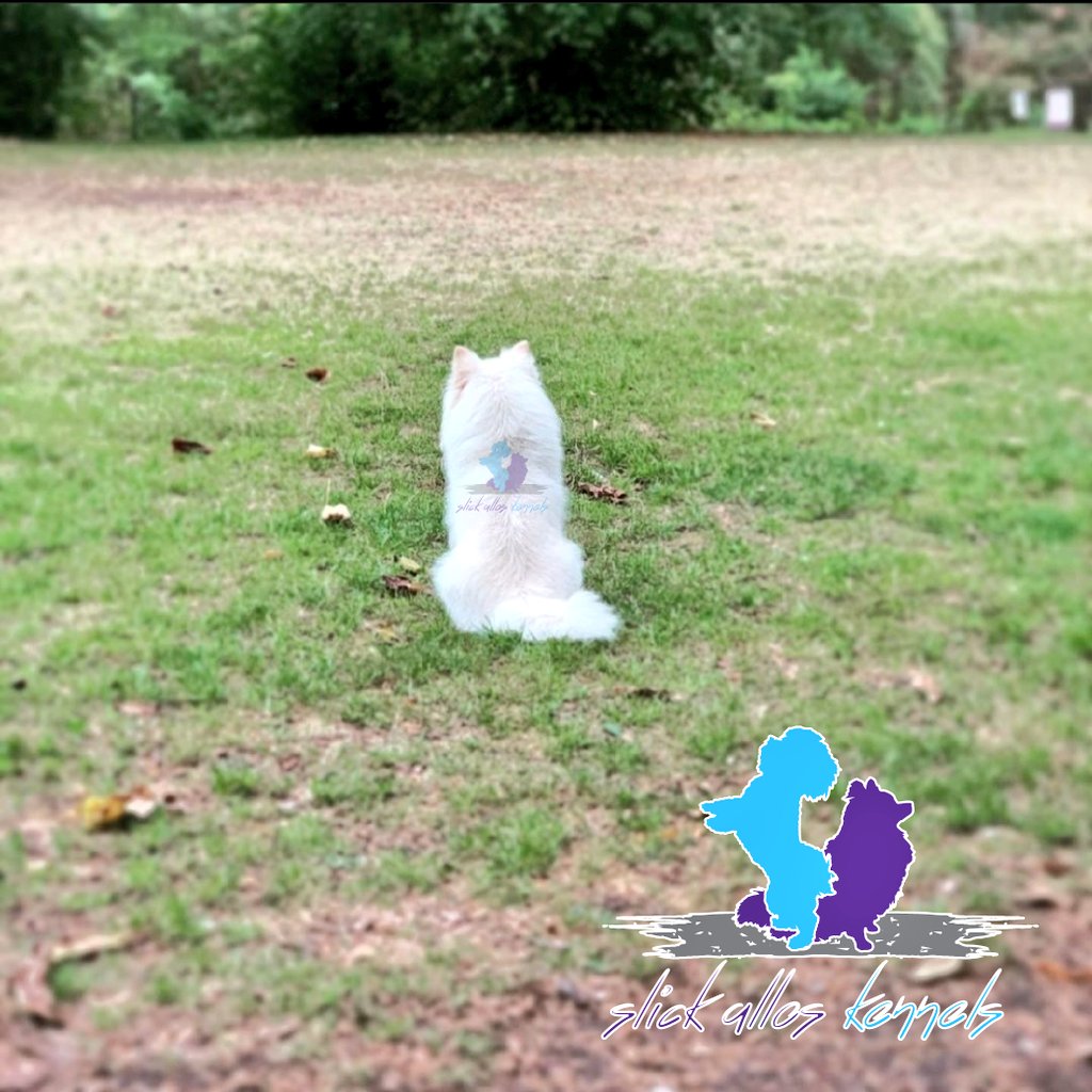 SlickAllosKnnls's tweet photo. From our kennels with love, happy National Dog Day caniners!
#FriWagVibes
Slick Allos Kennels
Maltese, Pomeranian & German Spitz breeding kennels
#ToyDogsOrNoDogs π
π© https://t.co/dBE4IfZyDE