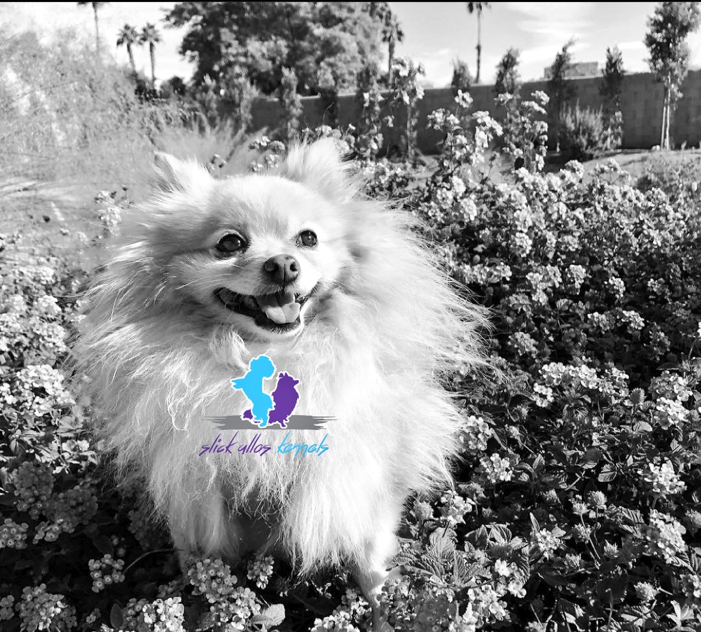 SlickAllosKnnls's tweet photo. From our kennels with love, happy National Dog Day caniners!
#FriWagVibes
Slick Allos Kennels
Maltese, Pomeranian & German Spitz breeding kennels
#ToyDogsOrNoDogs π
π© https://t.co/dBE4IfZyDE