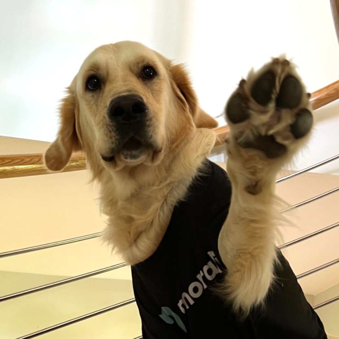 moralisdevs's tweet photo. Paws right there...🐾

It's gonna rain today, but no cats - only dogs! Show our Moralis doggos some love..🐶

#InternationalDogDay #MoralisDoggos https://t.co/EoD3pY4pJe