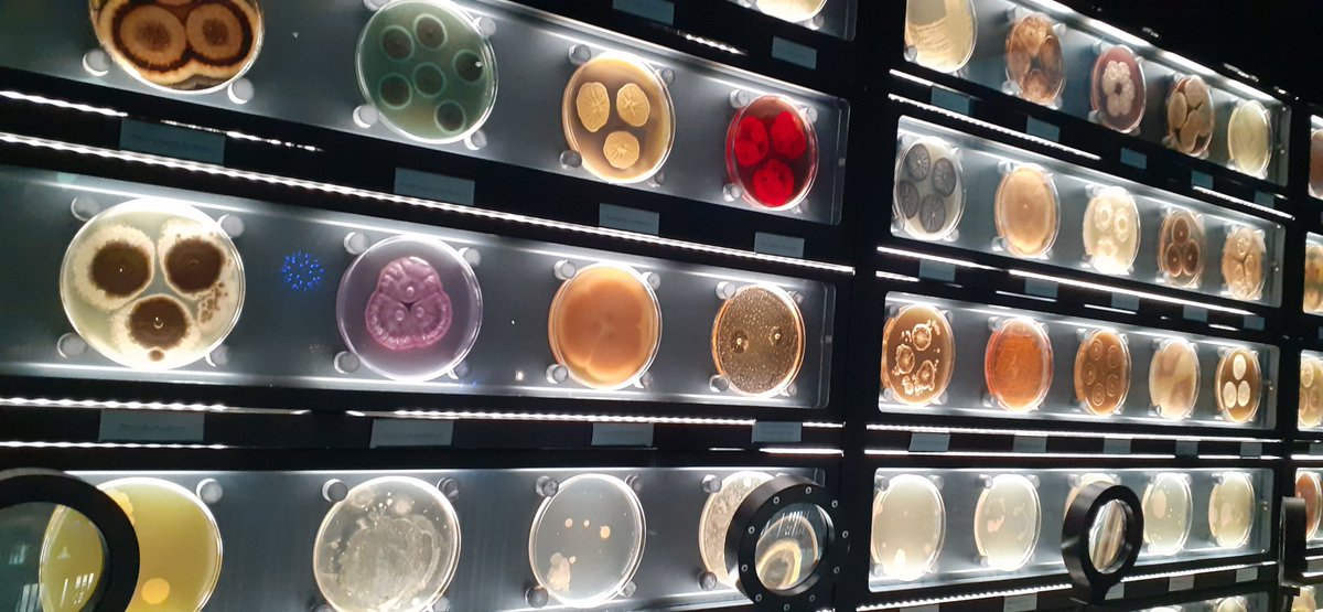 gabiboelter's tweet photo. I had such an enjoyable time in Amsterdam visiting @UvA_Amsterdam. I could learn more about gut microbiome and how to work with anaerobic bacteria. Thanks to everyone who hosted me there and @u21news for the funding! An extra was to visit the amazing @Micropia https://t.co/TEfbmeX5nj