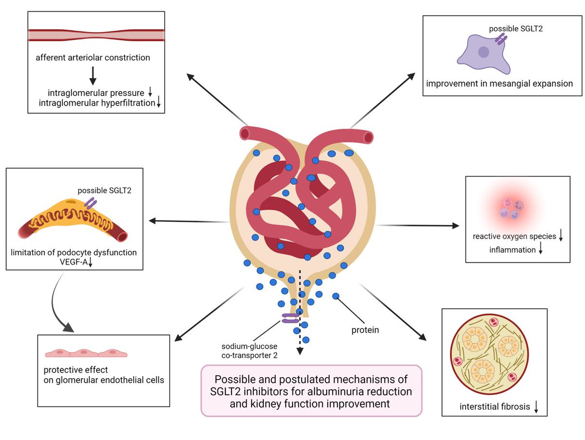 SGLT-2 inhibitors in nephrotic range proteinuria: emerging clinical evidence 
➡️This is the first comprehensive review on the effectiveness of SGLT-2 inhibitors for the treatment of patients with nephrotic range albuminuria or proteinuria
Read more here:
🔓bit.ly/3Arhv3o