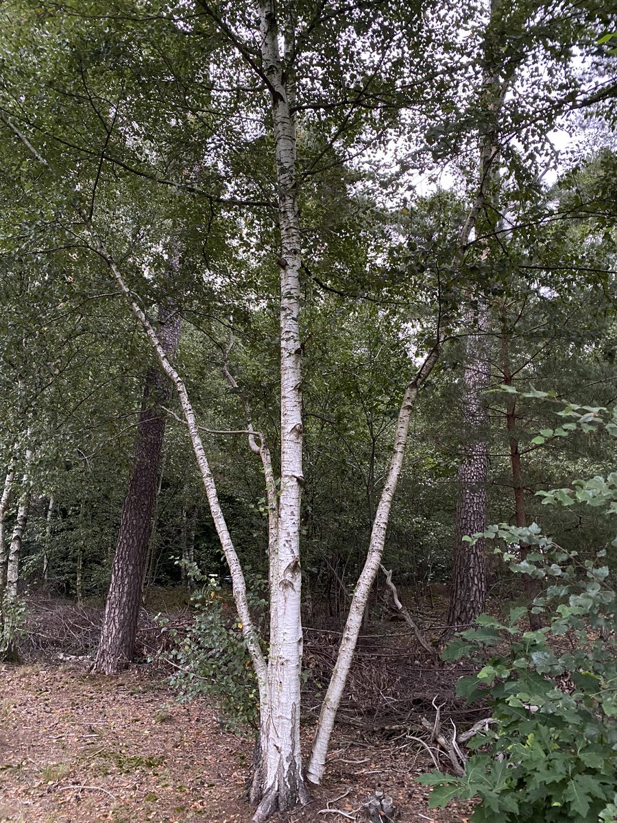 BoswachterFrans's tweet photo. Deze #ochtend weer een mooie #bosbadwandeling gegeven voor lieve collega’s. #bosbad #shinrinyoku @shinrinyoku_EU https://t.co/8oq4Ujy6TG