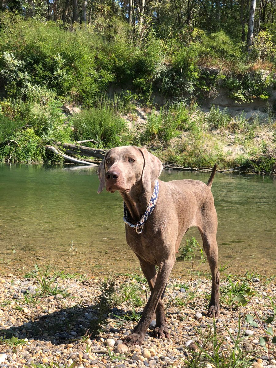 aharizaj's tweet photo. La mia Olivia #GiornataMondialedelCane https://t.co/zBqJM3mLv7
