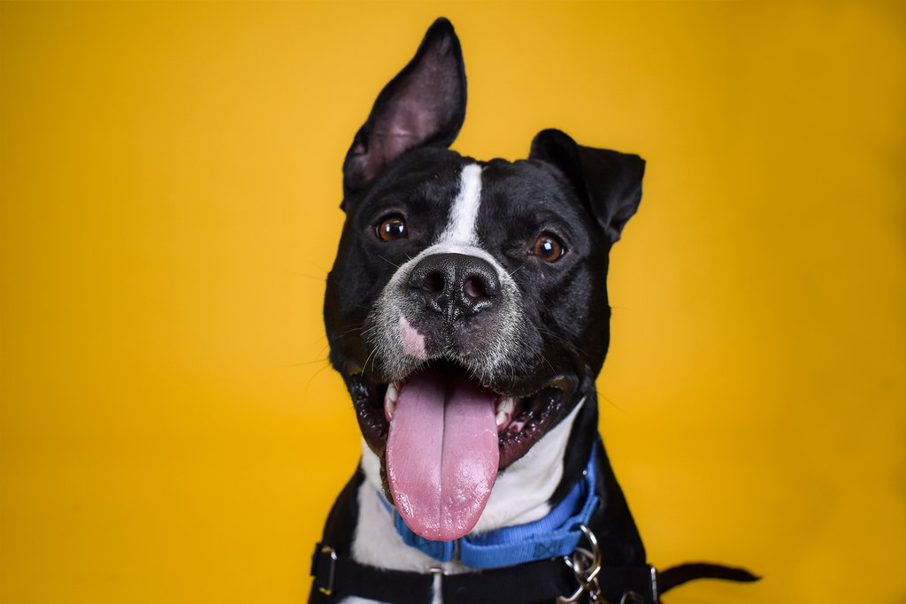 PeggyAdamsARL's tweet photo. Smile! It's National Dog Day! 

Today, we celebrate canines of all shapes, sizes and breeds! 

These are just a few of our currently adoptable dogs! Meet them all at https://t.co/wZtuMA7xLK https://t.co/bECgPdK5lE