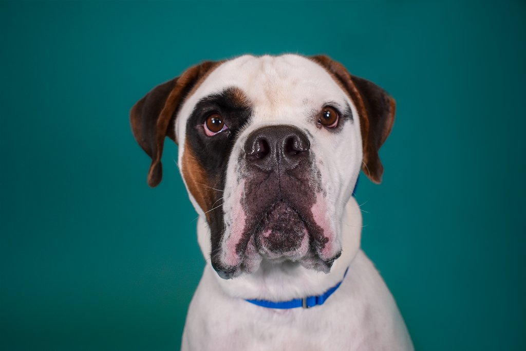 PeggyAdamsARL's tweet photo. Smile! It's National Dog Day! 

Today, we celebrate canines of all shapes, sizes and breeds! 

These are just a few of our currently adoptable dogs! Meet them all at https://t.co/wZtuMA7xLK https://t.co/bECgPdK5lE