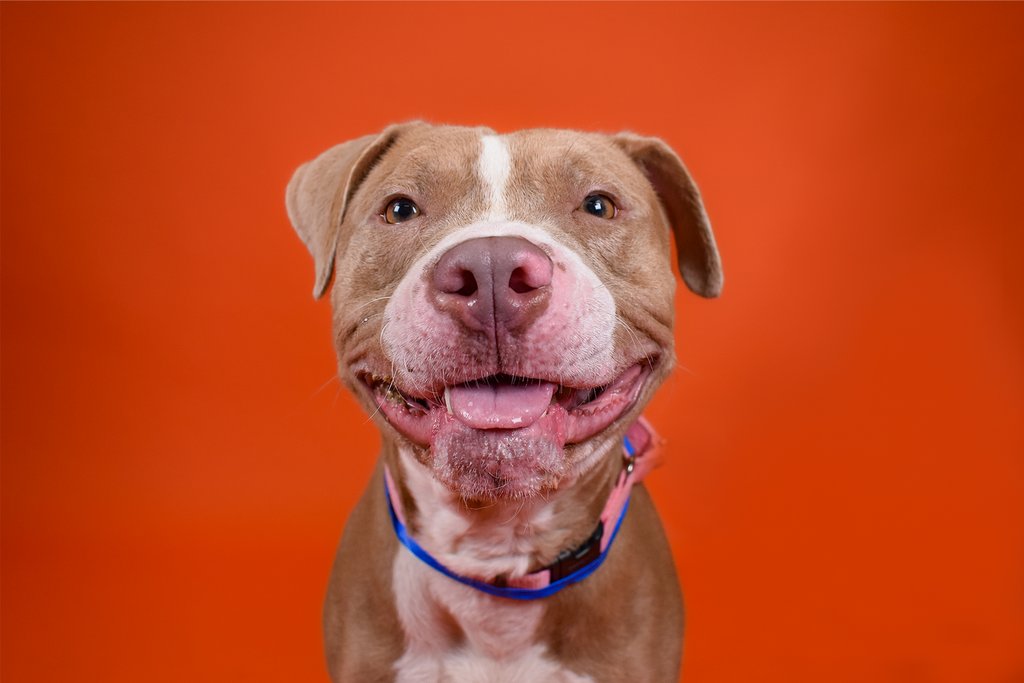 PeggyAdamsARL's tweet photo. Smile! It's National Dog Day! 

Today, we celebrate canines of all shapes, sizes and breeds! 

These are just a few of our currently adoptable dogs! Meet them all at https://t.co/wZtuMA7xLK https://t.co/bECgPdK5lE