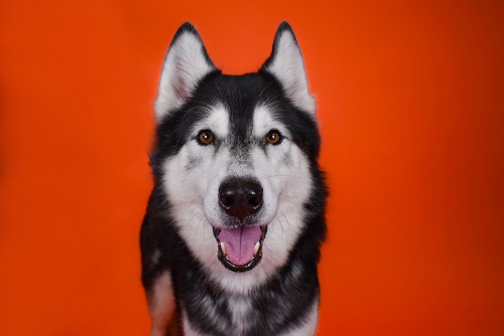 PeggyAdamsARL's tweet photo. Smile! It's National Dog Day! 

Today, we celebrate canines of all shapes, sizes and breeds! 

These are just a few of our currently adoptable dogs! Meet them all at https://t.co/wZtuMA7xLK https://t.co/bECgPdK5lE