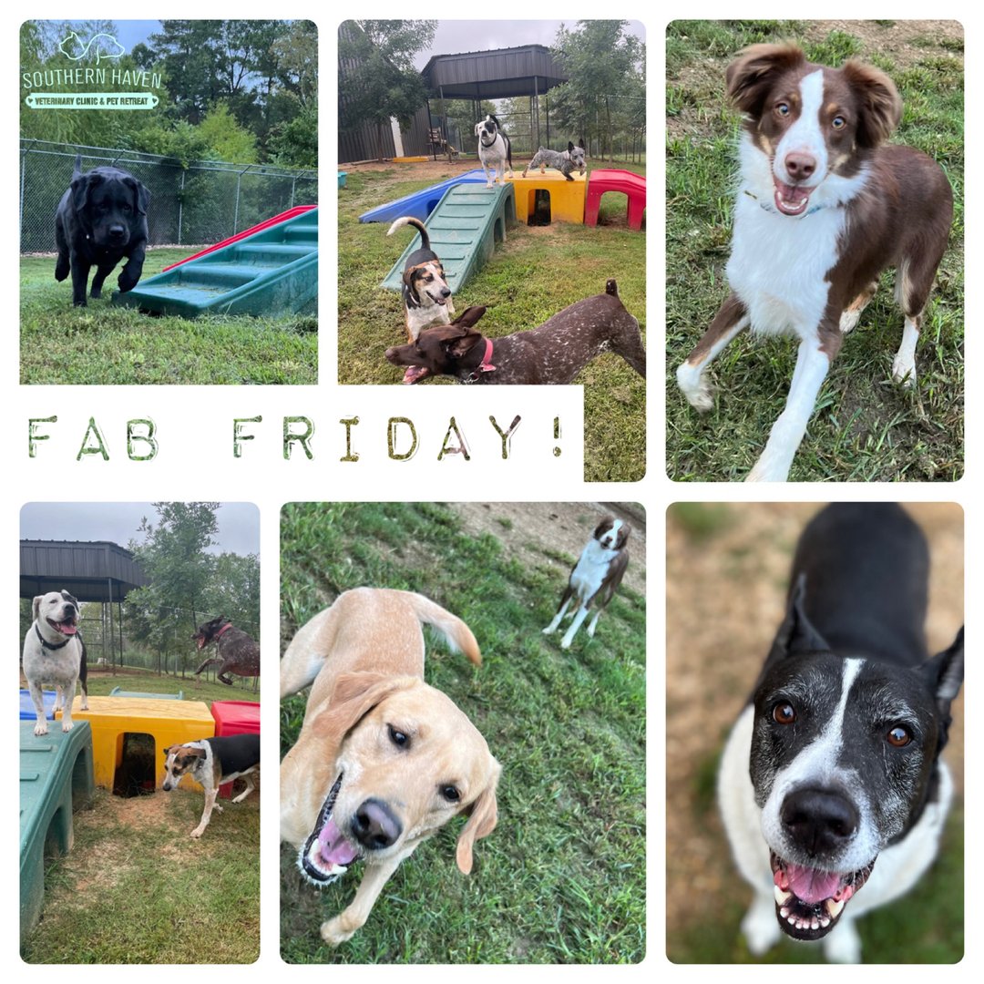 DrEm_HavenVet's tweet photo. 🙌TGIF!🙌 🎊😍🐾⠀⠀⠀⠀⠀⠀⠀⠀⠀⁣⠀⠀⠀⠀⠀⠀⠀⠀⠀⁣⠀⠀⠀⠀⠀⠀⠀⠀⠀⁣⁣⁣
Simply come by (no appointment needed!) #SHVC to partake in our,💥FAB FRIDAY SPECIALS!💥 🎠🎡🎪⛲️🧼 
(Drop-offs for •Fab Friday Specials• https://t.co/HCjtyChu12