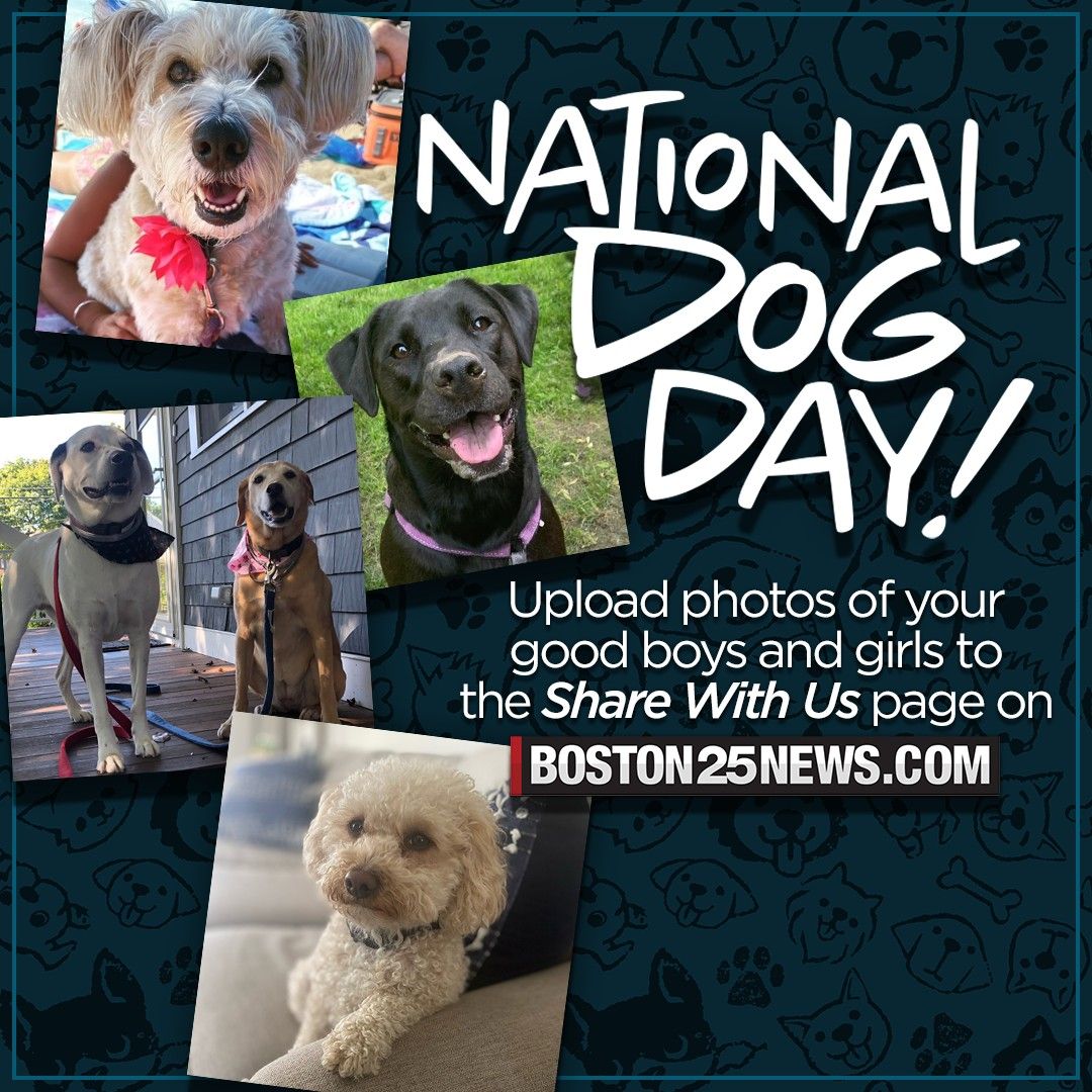 boston25's tweet photo. It's National Dog Day!
Upload photos of your good boys and girls to the Share With Us page on our website:
https://t.co/lnTrbiVFLF https://t.co/2u7vmjWUE8