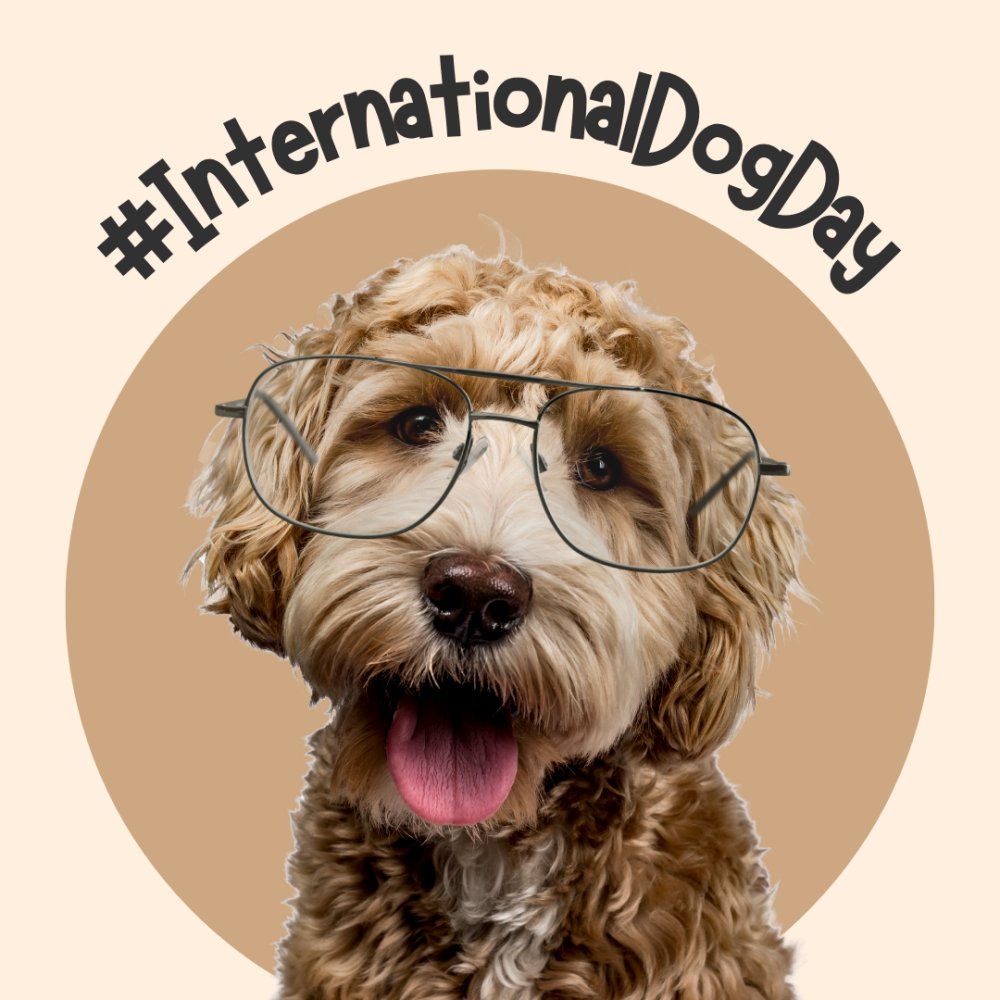 It's #InternationalDogDay today so it's the perfect time to ask for your favourite pics of your pooch (in some specs would be ideal). Pop them in the comments below to make our day!🐶👓 #DogDay #PetsInSpecs