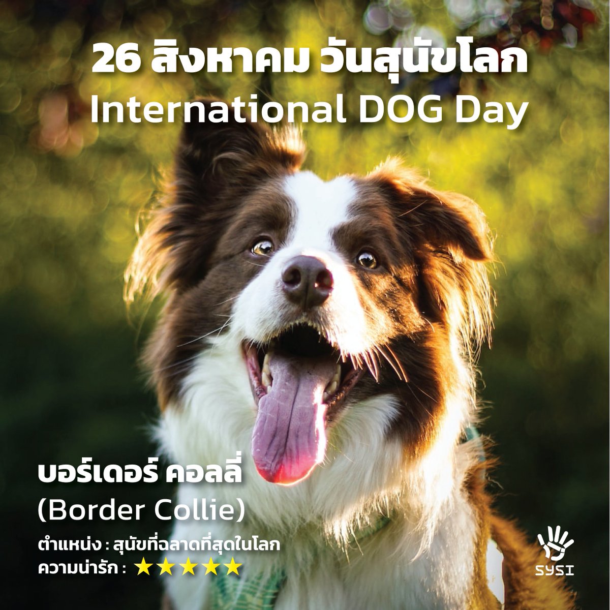 sysithailand's tweet photo. #ทาสหมา มาทางนี้🐶
26 สิงหาคม วันสุนัขโลก🌟
วันสุนัขโลกมีขึ้นครั้งแรกในปี 2547 โดย Colleen Page ผู้เชี่ยวชาญด้านสัตว์เลี้ยง เพื่อให้ทาสของเจ้าตูบสี่ขา ได้ร่วมกันเฉลิมฉลองให้กับสุนัข
นอกจากนี้ยังเป็นวันต่อต้านการทอดทิ้งและทารุณกรรมสุนัขอีกด้วย
#SYSI #เครือข่ายนวัตกรรมคนรุ่นใหม่ https://t.co/lo7AYWV5m1