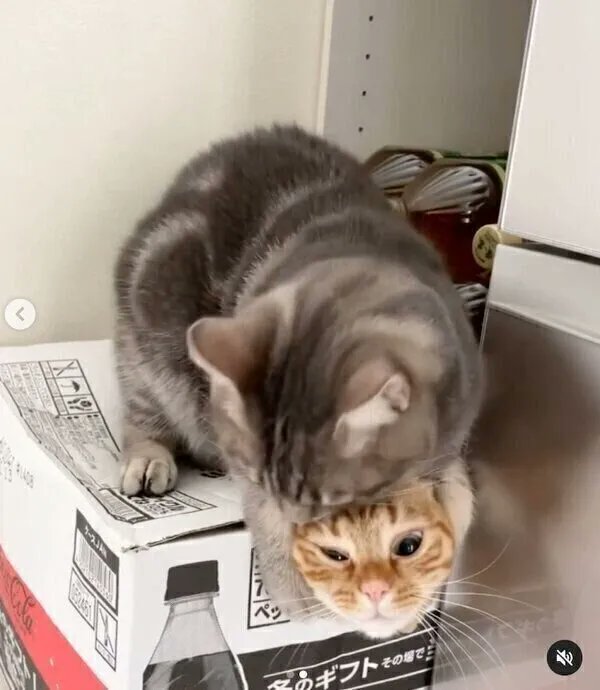 悪気のない「閉じ込め」が可愛い! 同居猫が入っている箱の上に乗ってしまう猫の心理|獣医師解説|ねこのきもちWEB MAGAZINE https://t.co/fog33ciHtG