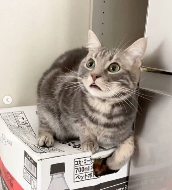 悪気のない「閉じ込め」が可愛い! 同居猫が入っている箱の上に乗ってしまう猫の心理|獣医師解説|ねこのきもちWEB MAGAZINE https://t.co/fog33ciHtG