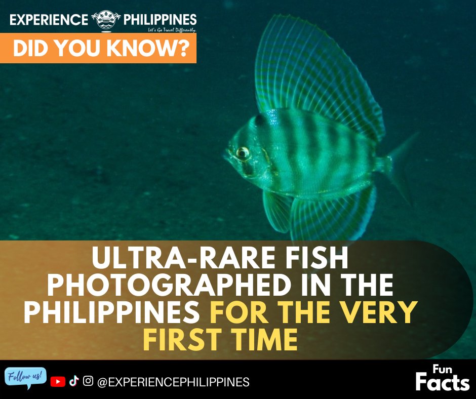 Experience_PH's tweet photo. #FUNFACTS: DID YOU KNOW?

There are 5 other Philippine unsung heroes you’ve probably never heard of. These are heroes who are on equal footing with Rizal and Bonifacio, in terms of heroism.

READ THEM HERE - https://t.co/5xNTmBogTy

#ExperiencePhilippines 
#TravelDifferently https://t.co/k0JFoMsFJt