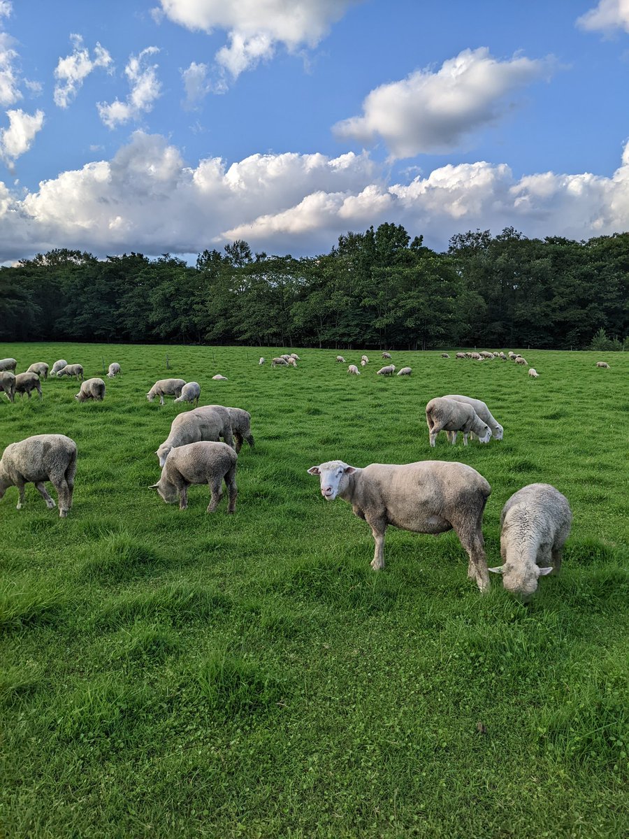 caroreajp's tweet photo. Beautiful blue skies and sheep! #Hokkaido https://t.co/LenjHZRNGH