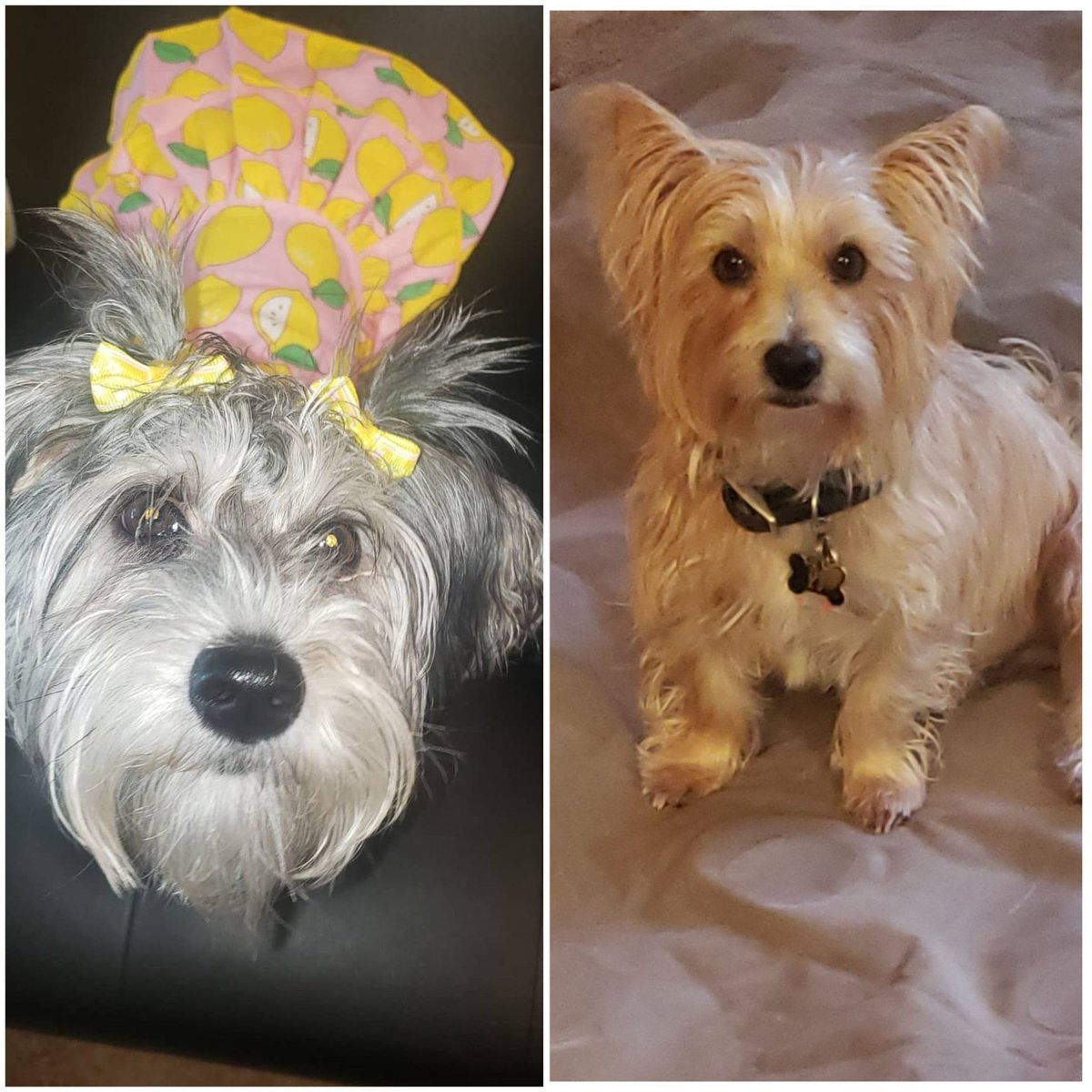 july1972twin's tweet photo. @stevechenevey @MarissaMFOX5 @HollyLiveFox5DC #NationalDogDay meet PJ and Minnie's puppies #CutenessOverload🐕🐾❤️🐕🐾❤️#GoodDayDC https://t.co/c6u2vhR2Xz