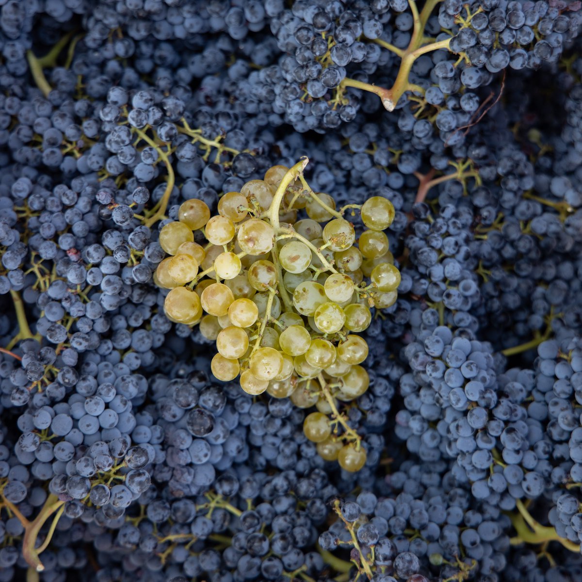 VINPepeRaventos's tweet photo. The Xarel·lo variety and the Bastard Negre were chosen by Pepe Raventós to experiment in his garage, #Penedés #NativeVarieties.
Four small plots of Vins Pepe Raventós are planted with these #varieties, old vines, which gives them acidity and concentration in their juice.🍇 https://t.co/BVjhWSvAcs