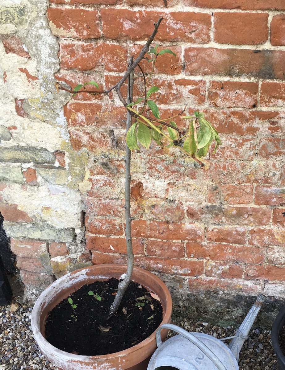 Sentimental: this sad, fast-fading attempt to graft a vintage peach is on its way out after 6 years. Bud grafts taken earlier this year failed - any suggestions how to use remaining live wood to attempt resurrection? The pit from 1 peach produced is in compost. <a href="/FlowerdewBob/">Bob Flowerdew</a> ?