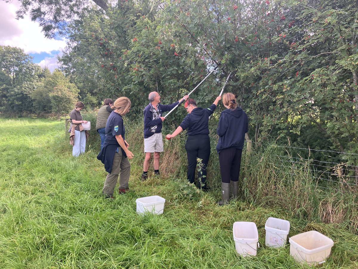 Brilliant day in the sunshine in Drenagh Estate collecting native tree seed with help from @TCV_NI Join us for our second collection day on the 22nd September and grab some seeds to take home for your garden,and help us collect for our tree nursery.👇 bit.ly/3clB3ya