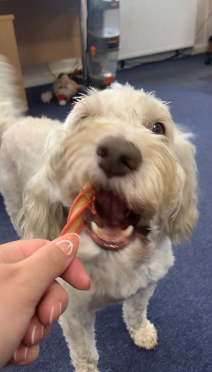 AlphaRailLtd's tweet photo. Happy #InternationalDogDay to Charlie, our favorite little helper here at Alpha Rail πΆ β€οΈ
#AlphaRail #Internationaldogday #dog https://t.co/2TiuoGLBI3