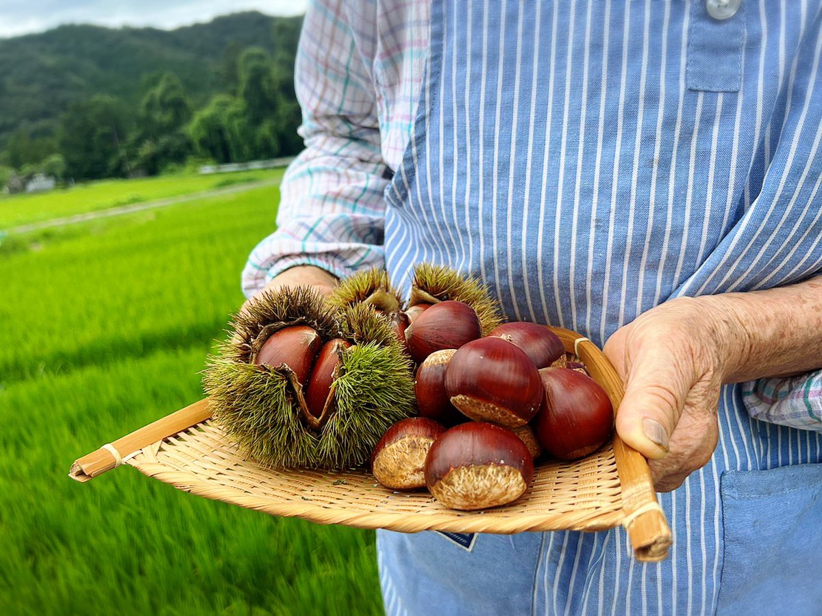 granmarron_farm's tweet photo. #ぐらんまろん農園　オープン記念！

1名様に和栗《#ぽろたん 》を #プレゼント 🎁
加熱することでぽろっと簡単に渋皮が剥けるぽろたんを、ぜひお試しください🌰

応募方法
①このアカウントをフォロー
②この投稿をRT
締切：2022/08/31

#プレゼント企画 
#プレゼントキャンペーン 
#拡散希望 https://t.co/9vKtkrJJoS
