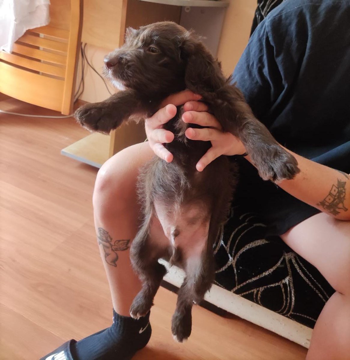 alfonsa_re's tweet photo. HOLAAAA!!!!!!! somos casa de acogida de este bebé (madre perro de agua), y está buscando casita para que le adopten y le quieran mucho!!! tiene mes y medio y es un encanto. 
Trabajamos con la protectora supervivientesperrunos 

DIFUSIÓN PORFI ❤️🫶 https://t.co/LgGgCeJJGk