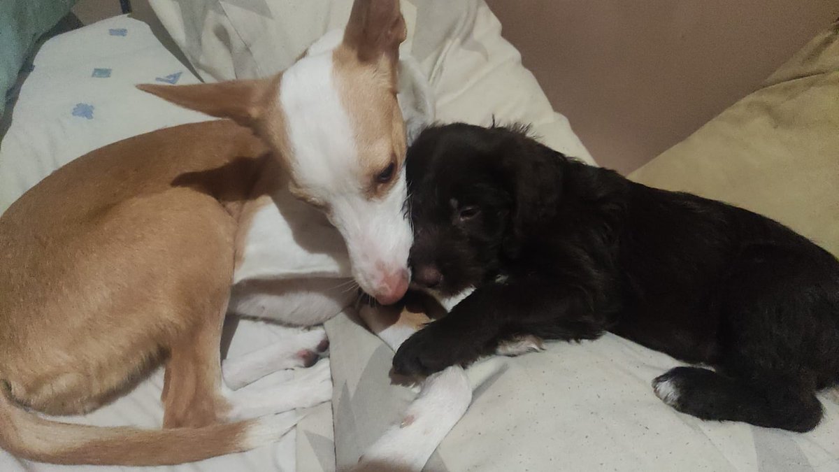 alfonsa_re's tweet photo. HOLAAAA!!!!!!! somos casa de acogida de este bebé (madre perro de agua), y está buscando casita para que le adopten y le quieran mucho!!! tiene mes y medio y es un encanto. 
Trabajamos con la protectora supervivientesperrunos 

DIFUSIÓN PORFI ❤️🫶 https://t.co/LgGgCeJJGk