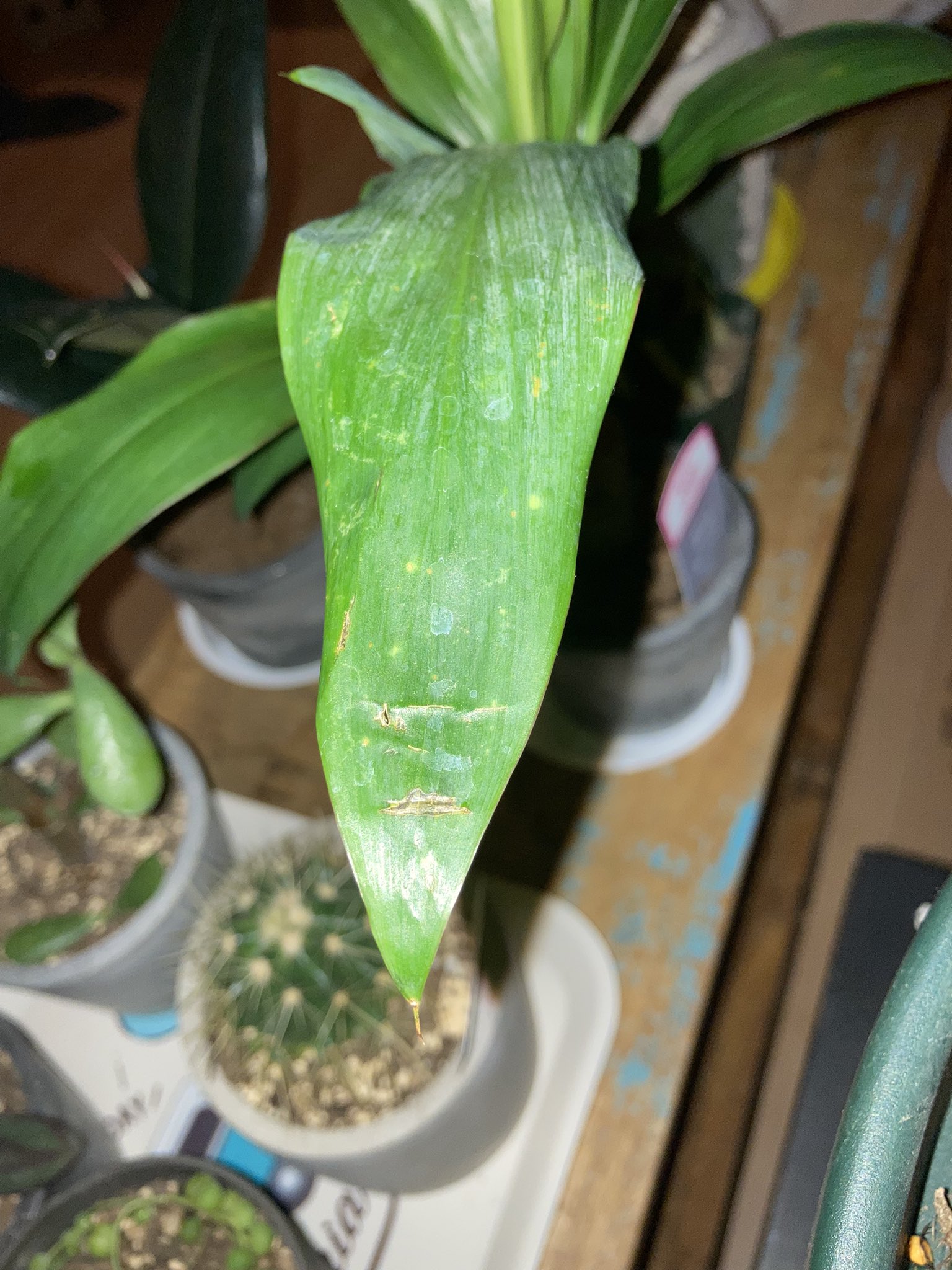 斑点 Twitter Search Twitter