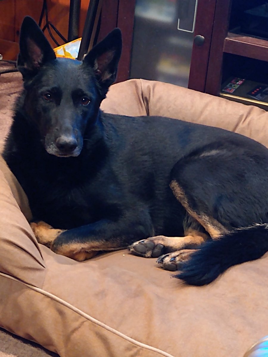 SuperCPAg's tweet image. ⁦@WCVB⁩ Good morning from Greta. Happy National Dog Day!!!