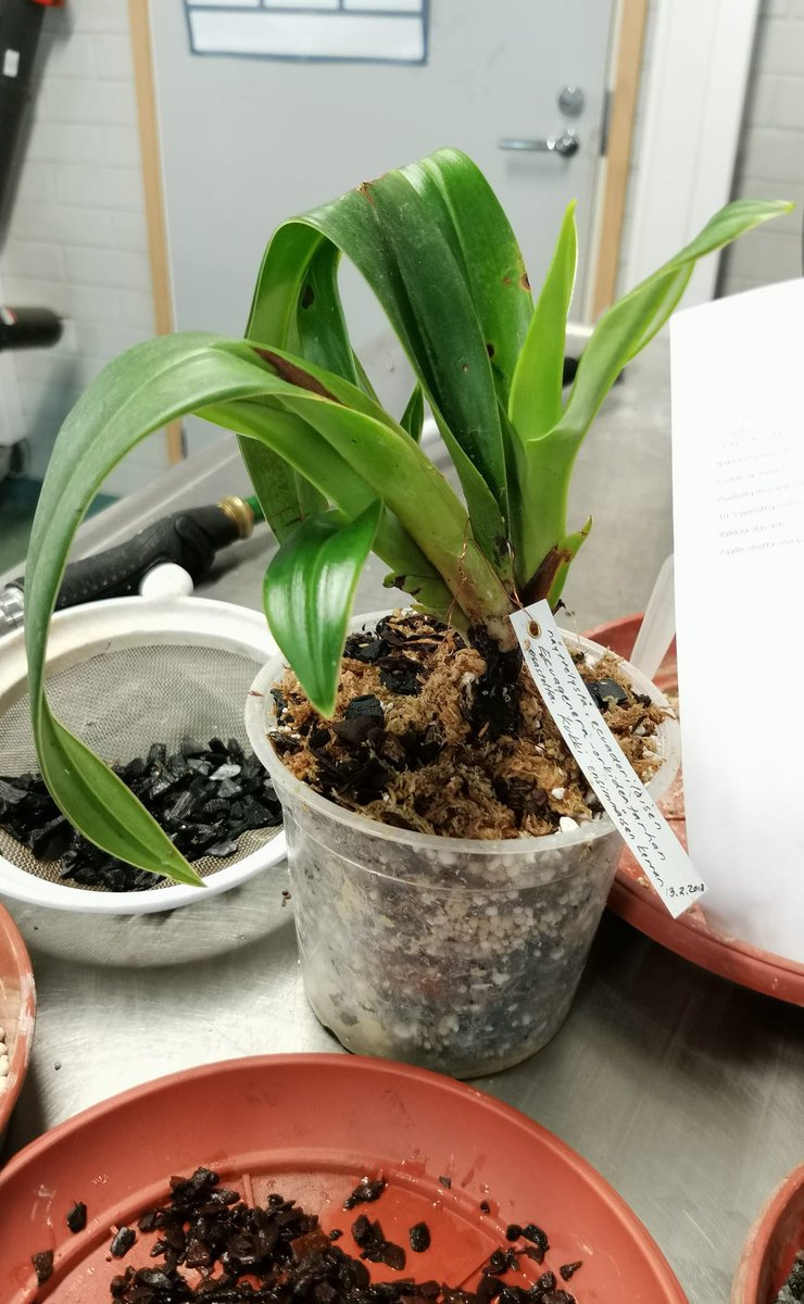 UtuOrchids's tweet photo. Our newcomer - a native in Peru and a legally acquired precious Phragmipedium kovachii - really species, not hybrid. This has been potted today and hopefully we can take care of it. @UniTurku #utubotgar #phragmipediumkovachii #orchids https://t.co/mYcrT8azZh