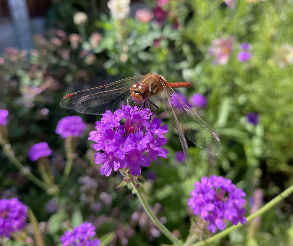 Picked up this Verbena Santos Purple early in the season on the reduced shelf. It’s been a popular landing spot for #butterflies and today this #dragonfly #flowersonfriday #NaturePhotography #mygarden