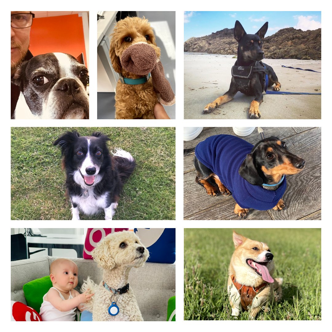 Happy International Dog Day! 

We're barking mad about dogs here at Switch 🐶 Say hello to Ava, Obi, Remus, Jessie, Toby, George and Ieuan 👋

#internationaldogday #dogsofinstagram #dogstagram #instadog #doglife #teamswitch #agencylife