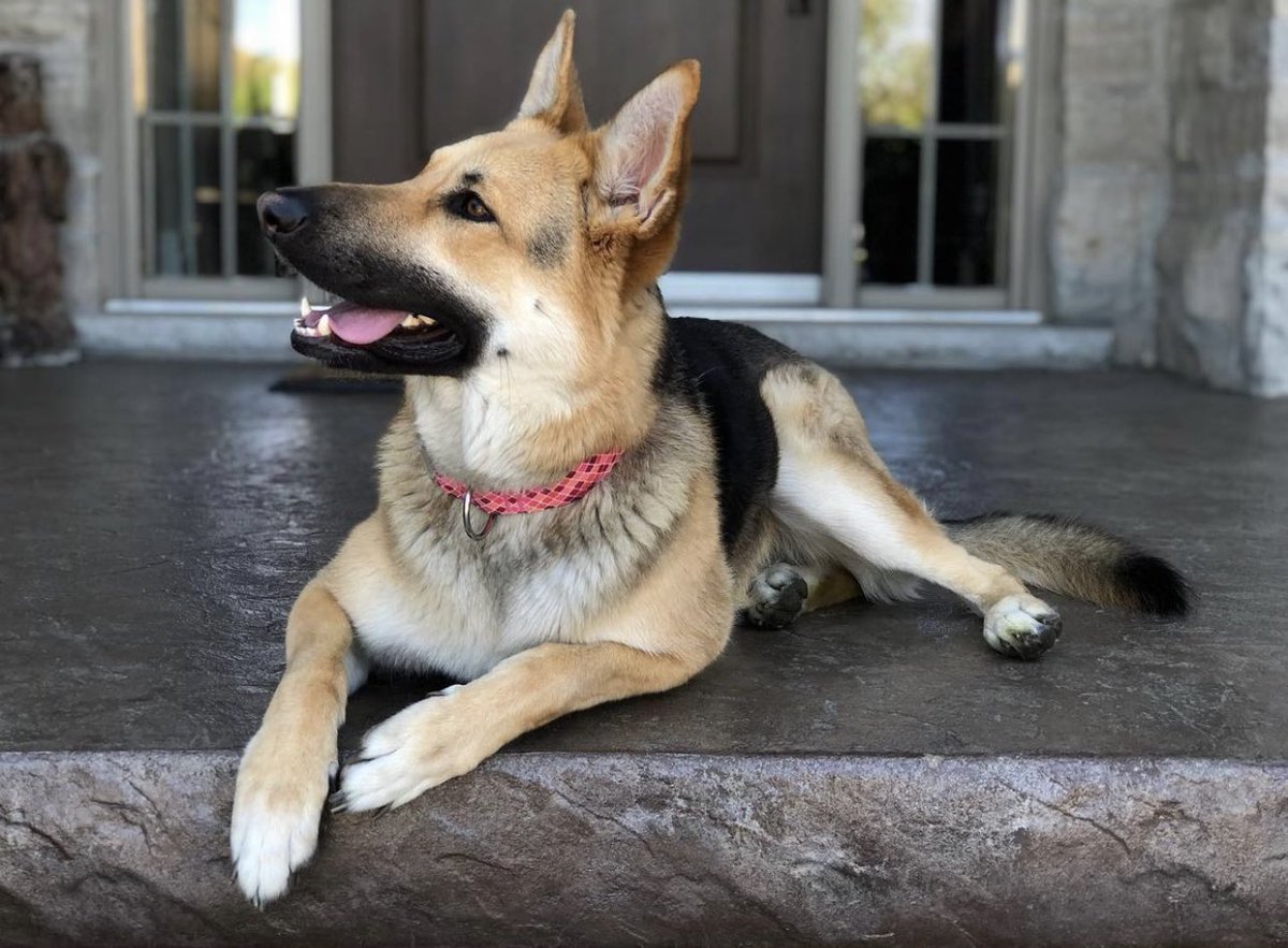 TayGoheen's tweet photo. @CBC Introducing Lexi &amp; Gracie. You can follow their Instagram adventures @LifeOfGraceAndLexi https://t.co/eyxm8pqE9q