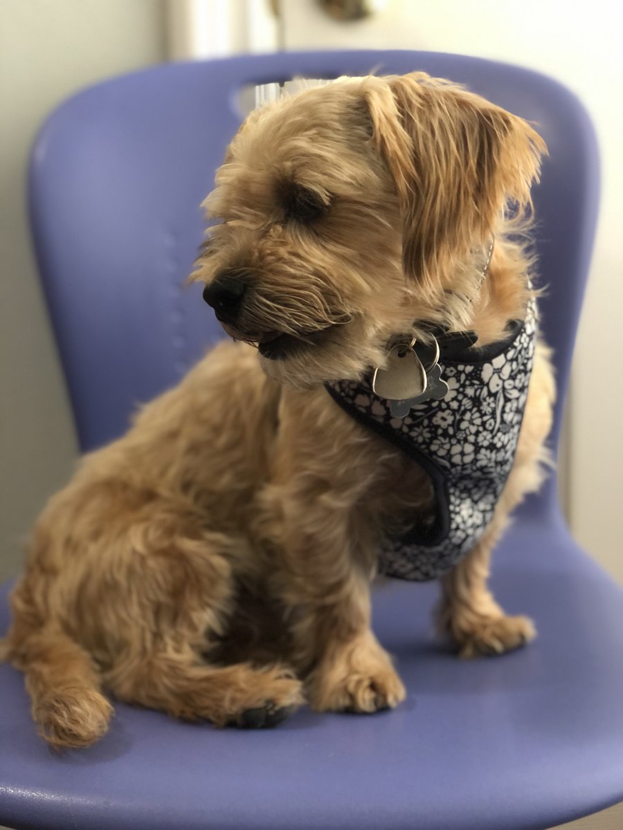VircoInc's tweet photo. These dogs deserve a round of a-paws 🐾 for being so adorable! 🐶 #NationalDogDay #RoomtoMove https://t.co/pUCvRE7TzY