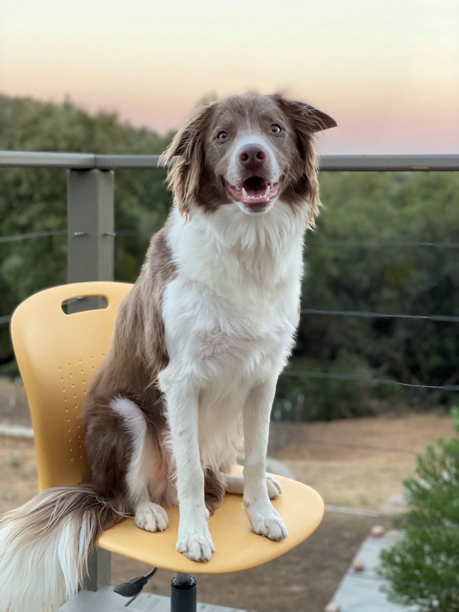 VircoInc's tweet photo. These dogs deserve a round of a-paws 🐾 for being so adorable! 🐶 #NationalDogDay #RoomtoMove https://t.co/pUCvRE7TzY