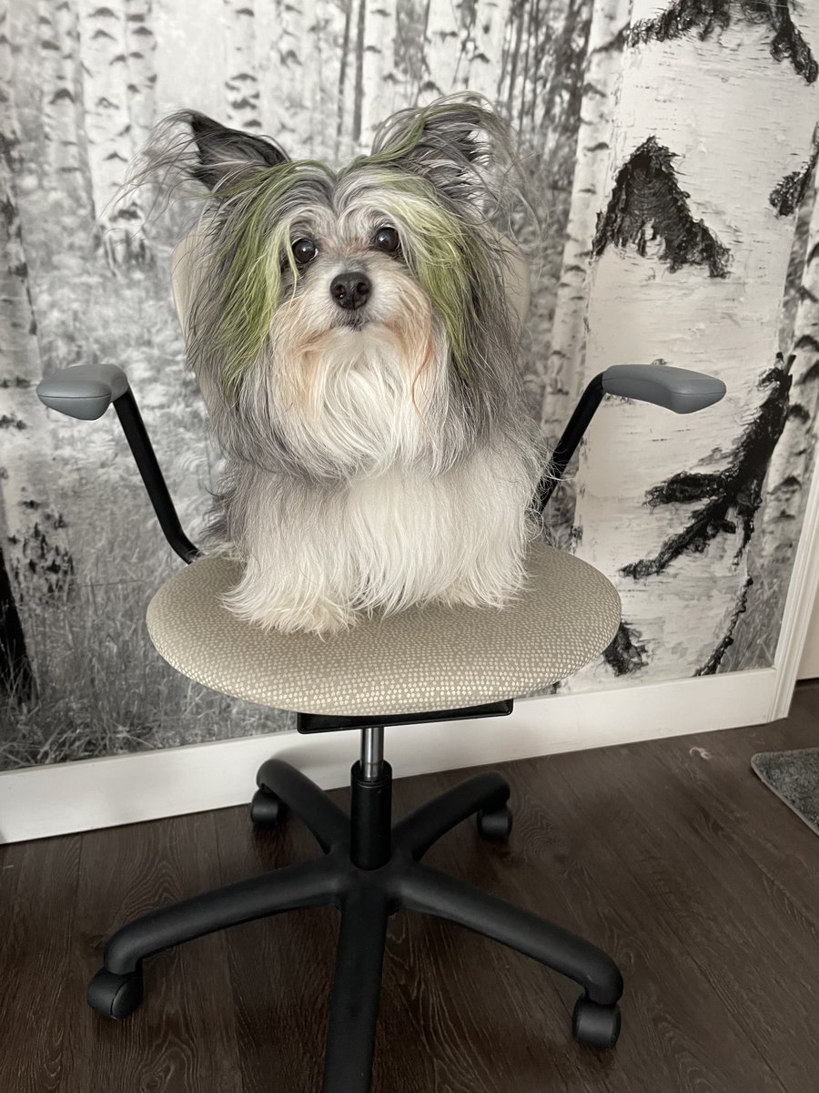 VircoInc's tweet photo. These dogs deserve a round of a-paws 🐾 for being so adorable! 🐶 #NationalDogDay #RoomtoMove https://t.co/pUCvRE7TzY