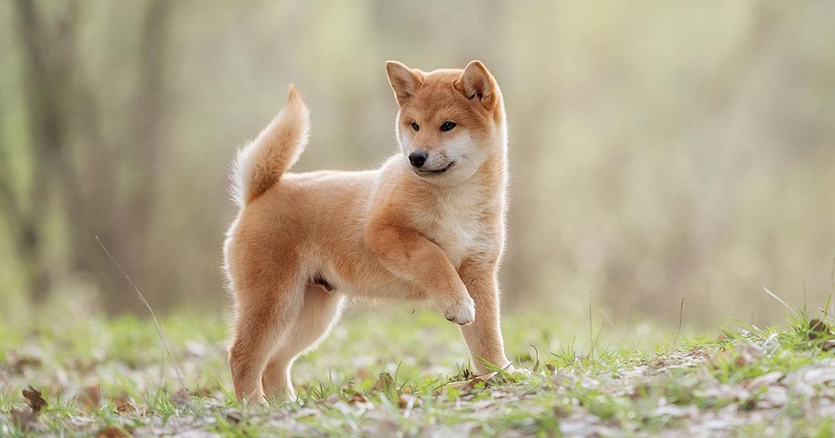 AyemYou1's tweet photo. ✨HAPPY INTERNATIONAL DOG ​​DAY ✨

Let's celebrate ours furry frens #NFTCommmunity😍

Do you have an #NFT of a dog? SHARE IT 👇
Do you have a DOG? SHARE A PIC 👇
Do you haven't a dog?
We haven't dogs yet too, but these are our favourite breeds 😍

One day, we'll have them 😍 https://t.co/ZLocNd3Zht
