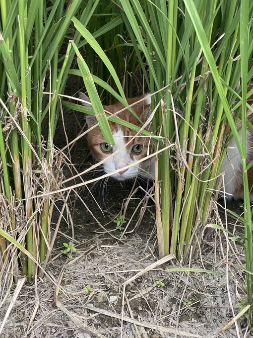 突然飛び出して来て襲われる被害が多発しているようだ。 