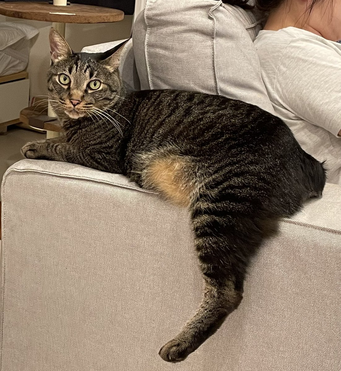 片足だらーん
なぜ？
#猫のいる暮らし